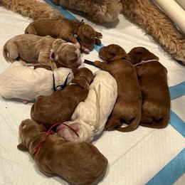 Goldendoodle Puppies from Kerri Beaufeaux
