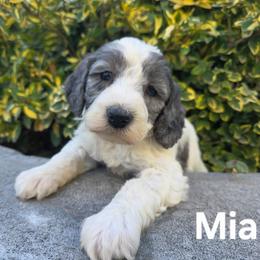 Mia - Blue merle female Bernedoodle puppy in Blackfoot, Idaho from Draper Mountain Doodles