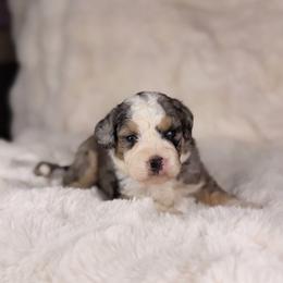 Gravy BLUE EYES - Tri-color male Bernedoodle puppy in Sweetwater, Florida from Sandy Snout Doodles