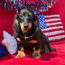 Sasha - Black and tan female Dachshund puppy in Lincoln, Arkansas from Red Dirt Dachshunds