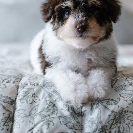 Bernedoodle and Schnoodle Puppies from Grand Lake Poodles & Doodles