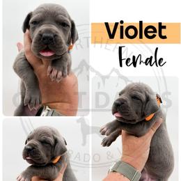 Violet - Blue female Great Dane puppy in Sac City, Iowa from Northern Great Danes of Colorado & Iowa