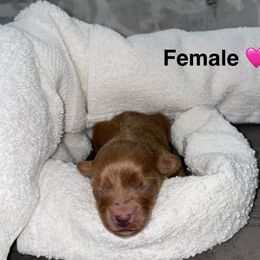 Nola - Liver female Yorkshire Terrier puppy in Lynwood, Illinois from SaintNicksWay