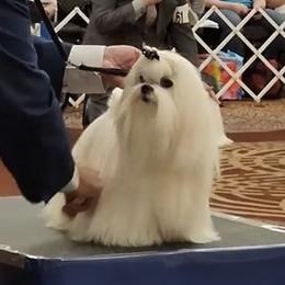 Jimin - Maltese