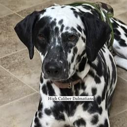 Tula - Dalmatian