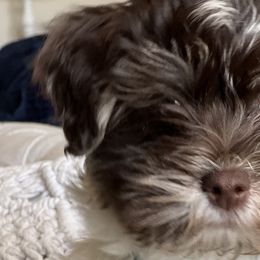 Havanese and Sheepadoodles from KK's Havanese