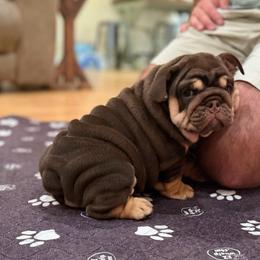 José - Chocolate tri-color male Bulldog puppy in Hernando, Mississippi from Blues City Bulldogs