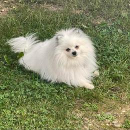 Wedo - Pomeranian
