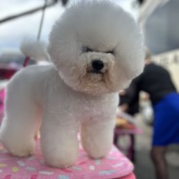 Elvis - Bichon Frise