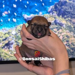 ENZO - Sesame male Shiba Inu puppy in Minnesota from BonsaiShibas