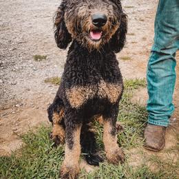 Bernedoodle All Grown Up from Backwoods Bernedoodles
