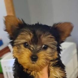 Honey - Yorkshire Terrier
