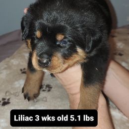 Rottweiler Puppies from vom Helligkeit