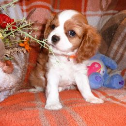 Cavalier King Charles Spaniel puppies from Walnut Grove Cavaliers