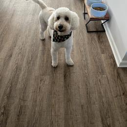 Goldendoodle and Shih Tzu All Grown Up from Shihtzuandoodlenc.LLC
