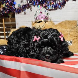 America - Black female Cockapoo puppy in Holden, Missouri from Rouffman Doodles