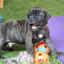 Smitty - Chestnut brindle male Cane Corso puppy in Lusby, Maryland from Coastal View Kennels