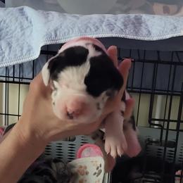 Pink collar girl - Harlequin female Great Dane puppy in Gansevoort, New York from Fancy Danes