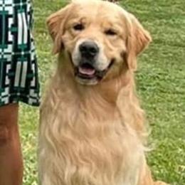nutmeg - Golden Retriever