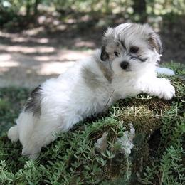Cavapoo and Coton de Tulear Puppies from Big Gulch Puppies