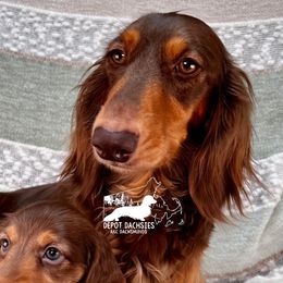 Willow - Dachshund