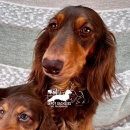 Willow - Dachshund