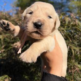Pink - Light golden female Golden Retriever puppy in Harrisburg, North Carolina from Bunn Ranch Goldens & Bernese
