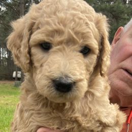 Girl 5 - Goldendoodle puppy in Plantersville, Texas from PA Farm
