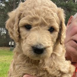 Girl 5 - Goldendoodle puppy in Plantersville, Texas from PA Farm