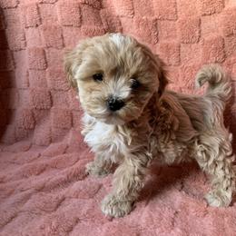 Maddie - Cream female Cockapoo puppy in Bedford, Iowa from Our Father’s Doodles