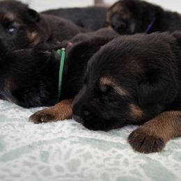 German Shepherd Puppies from Neuanfang German Shepherd Dogs