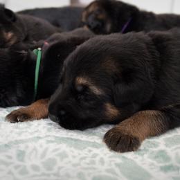 German Shepherd Puppies from Neuanfang German Shepherd Dogs