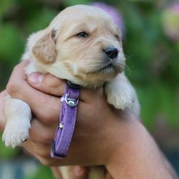 Thyme - Golden female Golden Retriever puppy in Payette, Idaho from Stonewick Retrievers