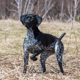 Milly - German Shorthaired Pointer