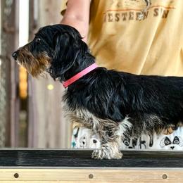 Twig - Dachshund