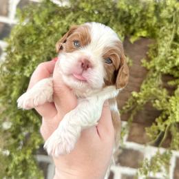 PATRIOT - Chocolate male Cavalier King Charles Spaniel puppy in Jackson, Ohio from The Cavaliers at EAP Acres