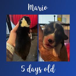 Mario - Black and tan male Pembroke Welsh Corgi puppy in Dickinson, Texas from Careaga Farms
