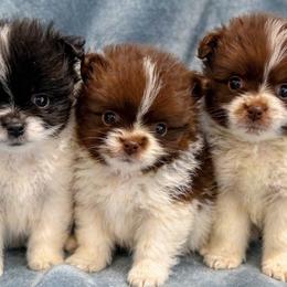 Pomeranians from Perkins Poms