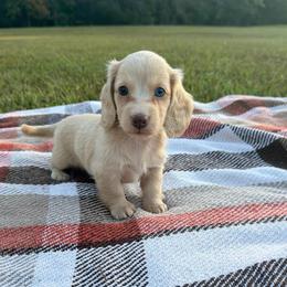 Gracie - Cream female Dachshund puppy in New Albany, Mississippi from Double A. Doxies