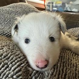 Zero - White blue merle and tan male Shetland Sheepdog puppy in Kerville, Texas from Cedar Hill Kennels