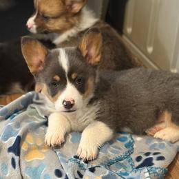 Ira - Bluie Tri - Black and tan male American Corgi puppy in Anderson, California from Flying K Corgis