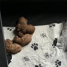 Poodle Puppies from ShesoPoodles