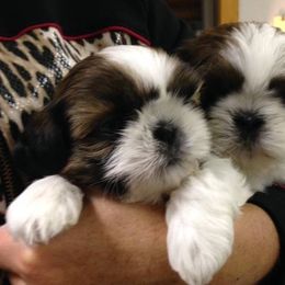 Fantasy Shih Tzu breeder of Shih Tzu