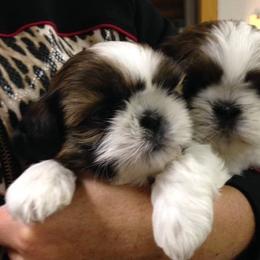 Fantasy Shih Tzu breeder of Shih Tzu