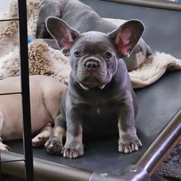 French Bulldog Puppies from ANE French Bulldogs