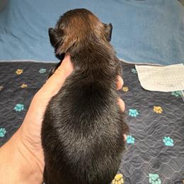 Boy 3 - Sable male Shih Tzu puppy in Kettering, Ohio from The Ruff Life Tribe