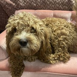 Cinnamon - Cavapoo