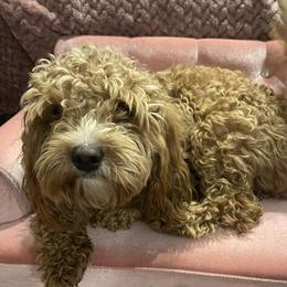 Cinnamon - Cavapoo