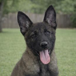 Female spunky and  adventurous, affectionate companion - Black sable female Belgian Malinois puppy in Dallas, Texas from RoyalHaus Malinois