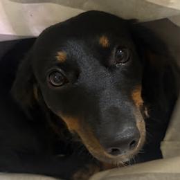 Dachshunds from Sias Select Dachshunds